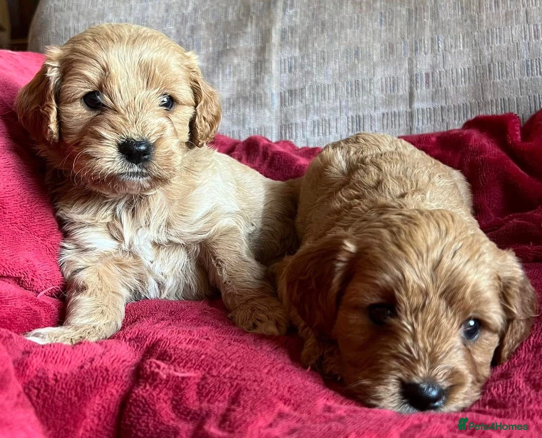 Cavapoo dogs for sale: Cavapoo puppies - Advert 2