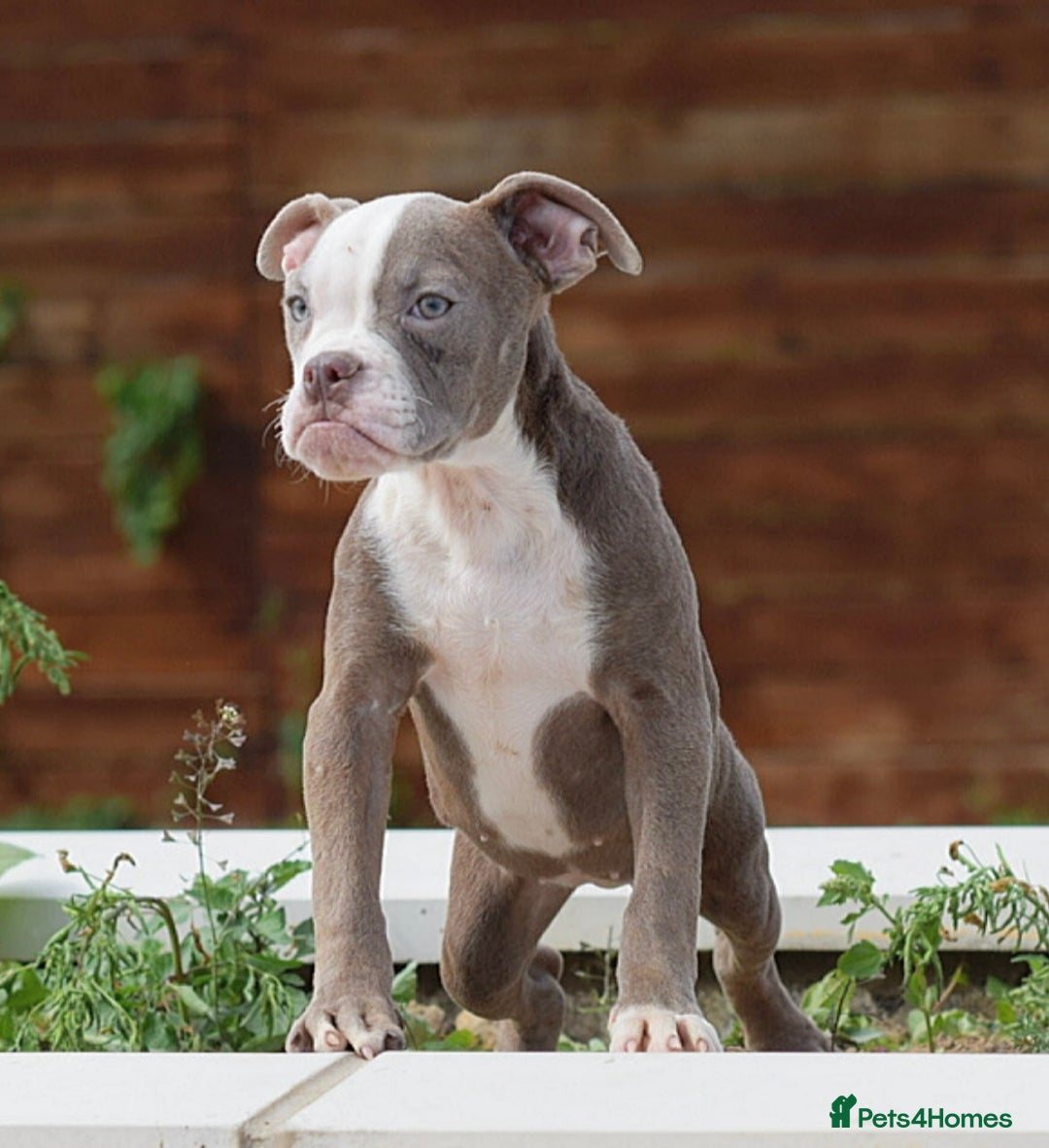 Olde English Bulldogge dogs for sale: 🛑23 YEARS🛑5⭐️APPROVED⭐️LICENSED  - Image 10