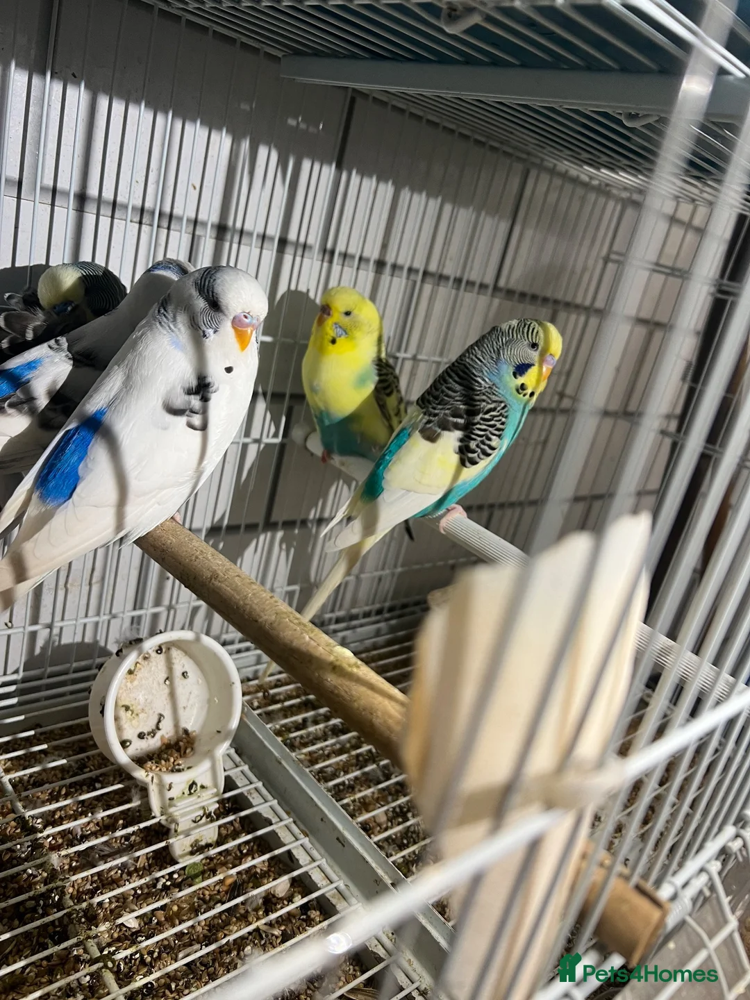 Budgerigars birds for sale: Budgies - Advert 5
