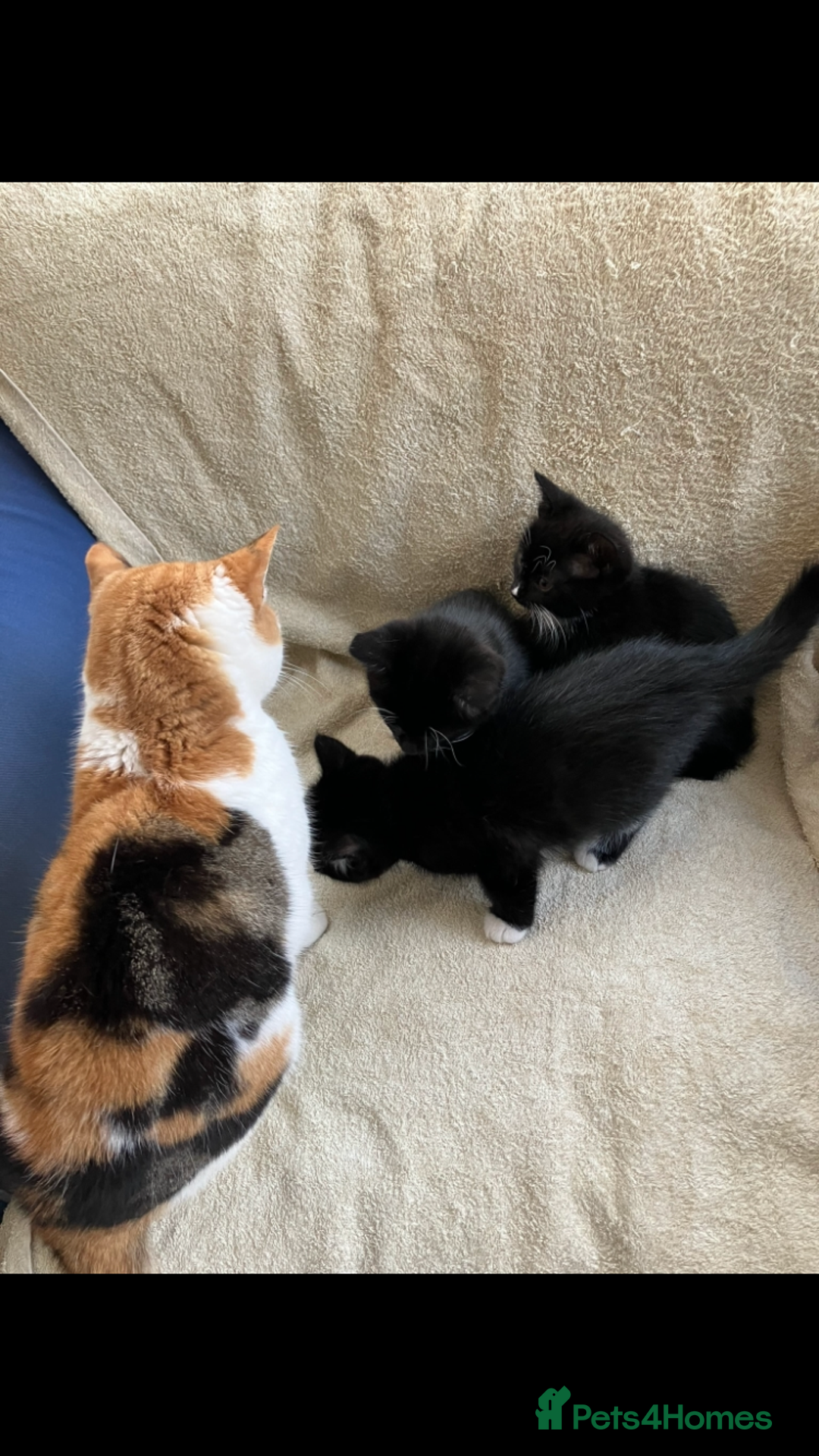 Mixed Breed cats for sale: Beautiful very fluffy kittens ready - Advert 10