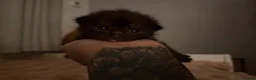 Mixed Breed cats for sale: Healthy Fluffy Black Tortie Ragdoll Cross Kittens  - Advert 13