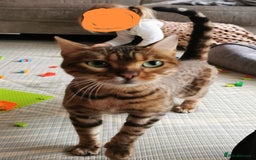 Bengal cats for sale: Female bengal 3.5 years - great with kids - spayed - Image 1