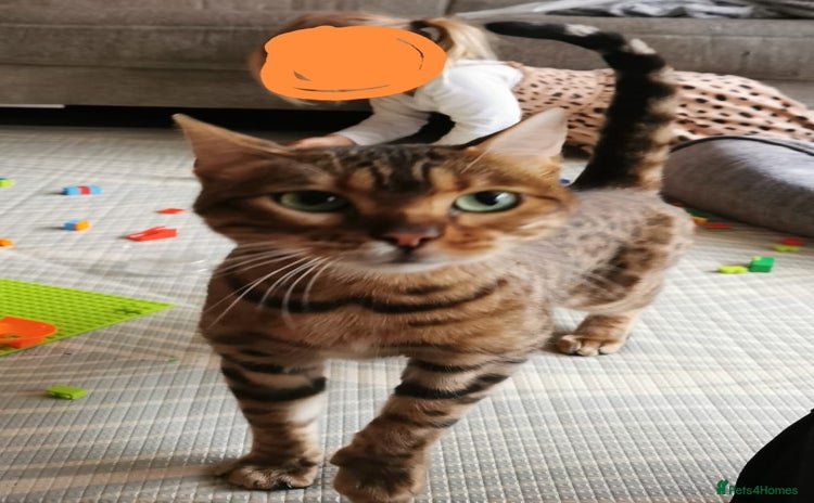 Bengal cats for sale - Advert 1