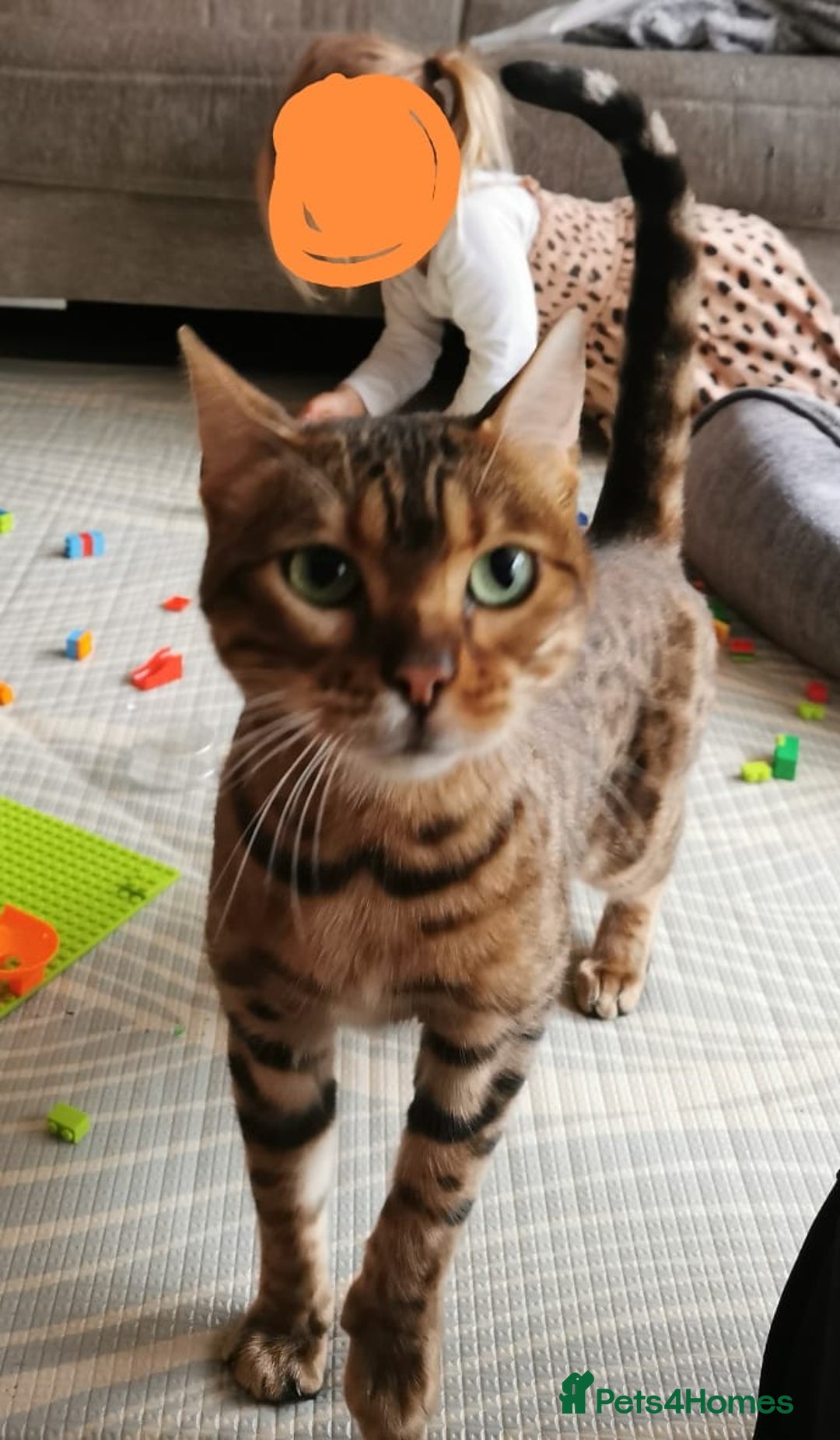 Bengal cats for sale: Female bengal 3.5 years - great with kids - spayed - Image 1
