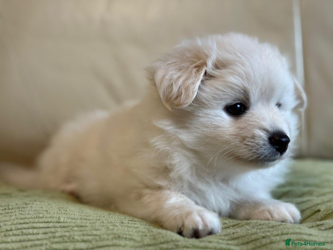 Pomapoo dogs for sale: Fluffy 4 Pomapoo Puppies Ready for Their Homes - Advert 9
