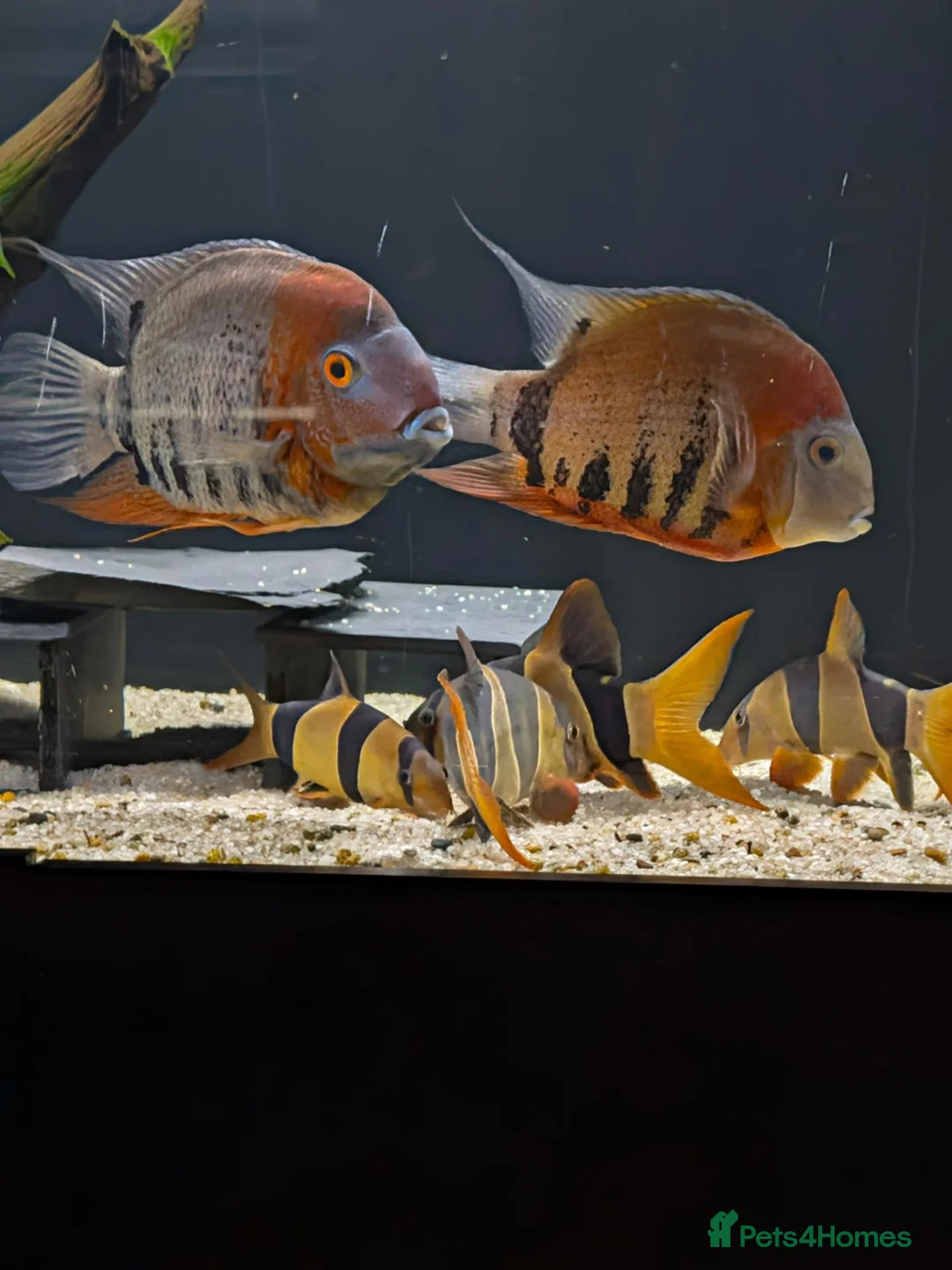 Cichlids fish for sale: South American cichlid's  in Sheffield - Advert 13