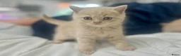 British Shorthair cats for sale: ⭐️ 6 BRITISH CREAM SHORTHAIR ⭐️ - Advert 17