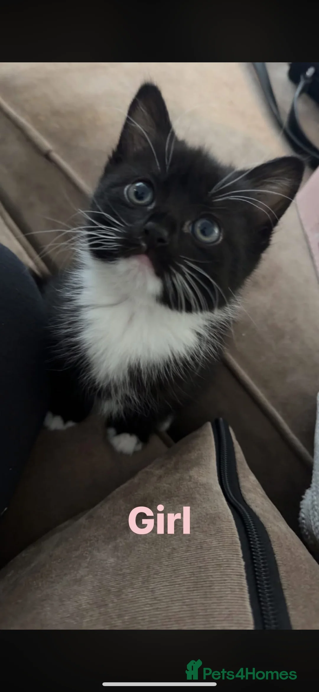 Domestic Shorthair cats for sale: Girl & Boy cat ready to leave now  - Advert 2
