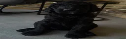 Labradoodle dogs for sale: Multi gen labradoodle x standard poodle puppies  - Advert 8