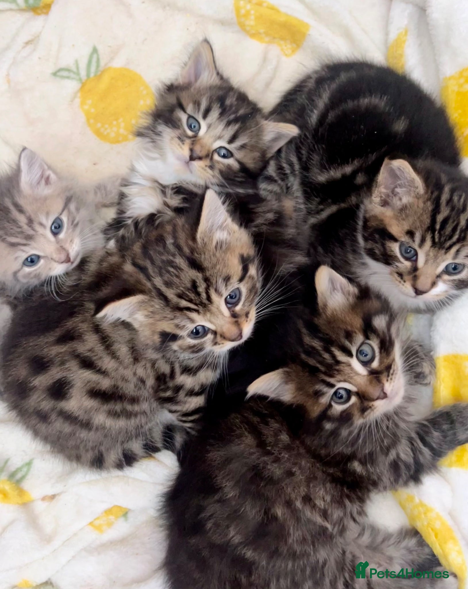 Siberian cats Fluffy Kittens!  - Advert 5