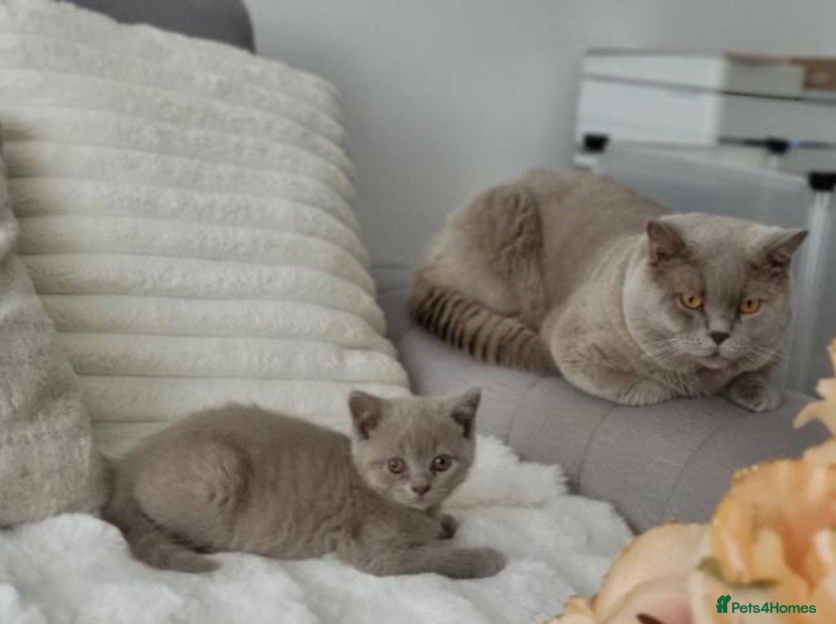 British Shorthair cats British short-hair kittens - Advert 2