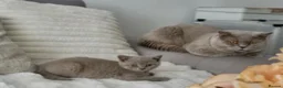 British Shorthair cats for sale: British short-hair kittens - Advert 1