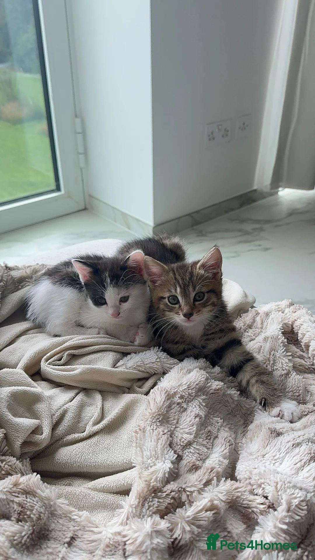 Mixed Breed cats for sale: Two Adorable Young Cats – Loving Home 🐾 - Advert 13