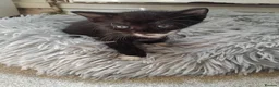 Mixed Breed cats for sale: Gorgeous Bengal x kittens for sale. - Advert 29