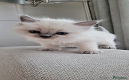 Ragdoll cats for sale: Adorable Ragdoll Kittens  - Image 21
