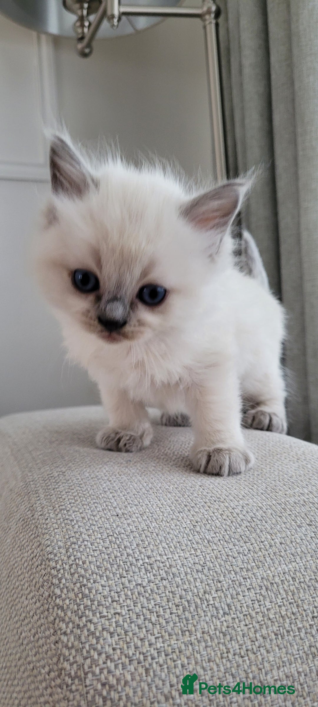 Ragdoll cats for sale: Adorable Ragdoll Kittens  - Image 21