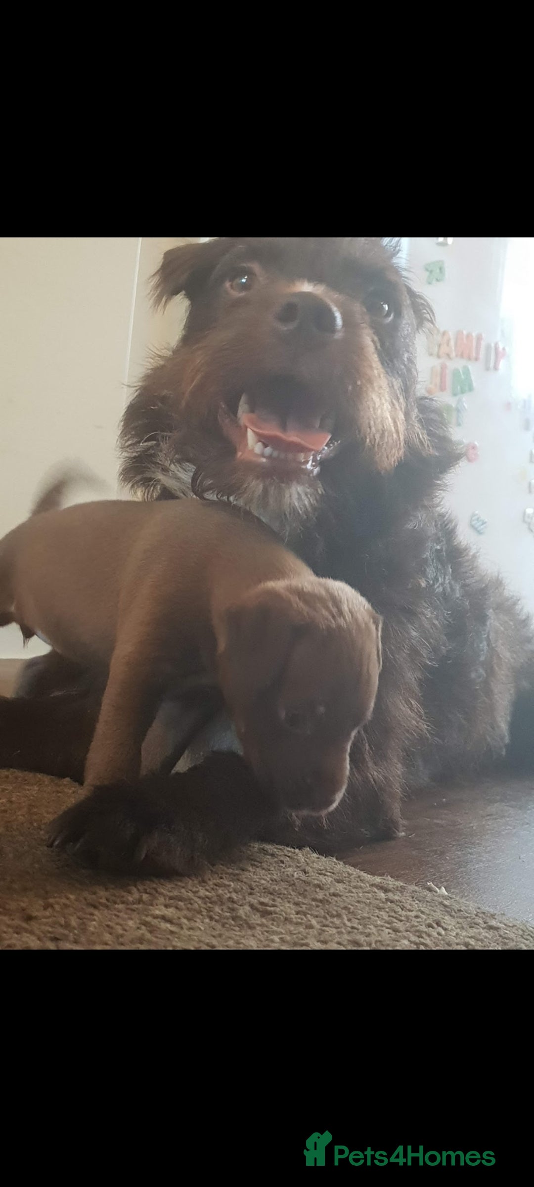 Patterdale Terrier dogs for sale: 15 week old Female Patterdale terriers puppies - Advert 5