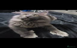 Mixed Breed cats for sale: Beautiful X Mainecoon babies  - Image 17