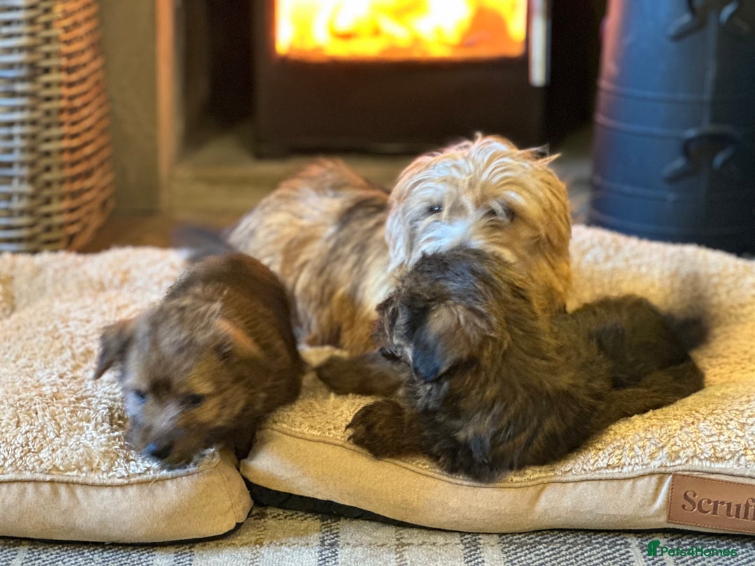 Norfolk Terrier dogs for sale: Stunning kc reg norfolk terrier boys  - Advert 24