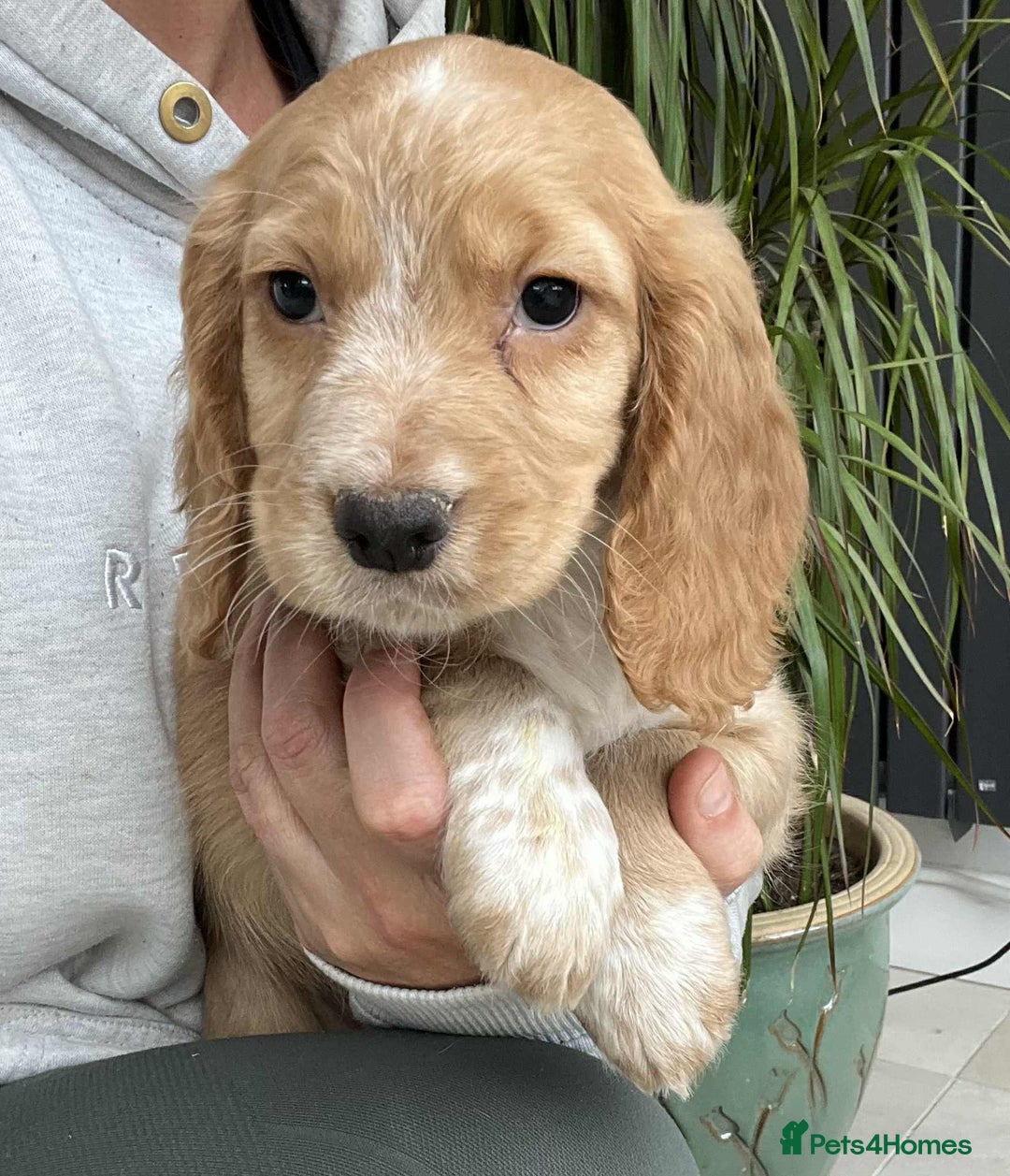 Cocker Spaniel dogs for sale: Beautiful Red Cocker Spaniel Puppies - Image 6