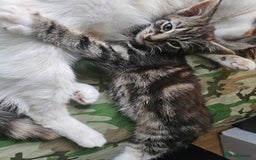 Mixed Breed cats for sale: Cute male kitten looking for a loving home - Image 6