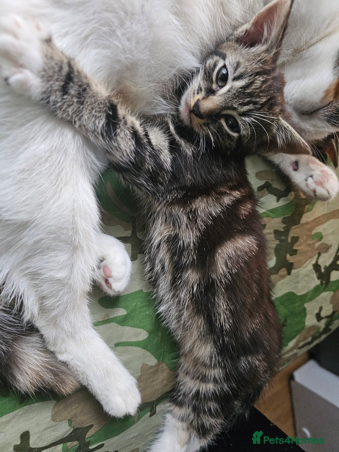 Mixed Breed cats for sale: Cute male kitten looking for a loving home - Image 6