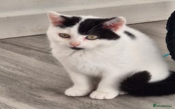 Selkirk Rex cats for sale: Tica reg  pedigree selkirk rex kittens ready now  - Advert 6