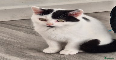 Selkirk Rex cats Tica reg  pedigree selkirk rex kittens ready now  - Advert 10