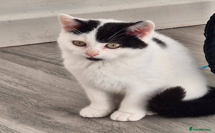 Selkirk Rex cats Tica registered pedigree selkirk rex kittens - Advert 14