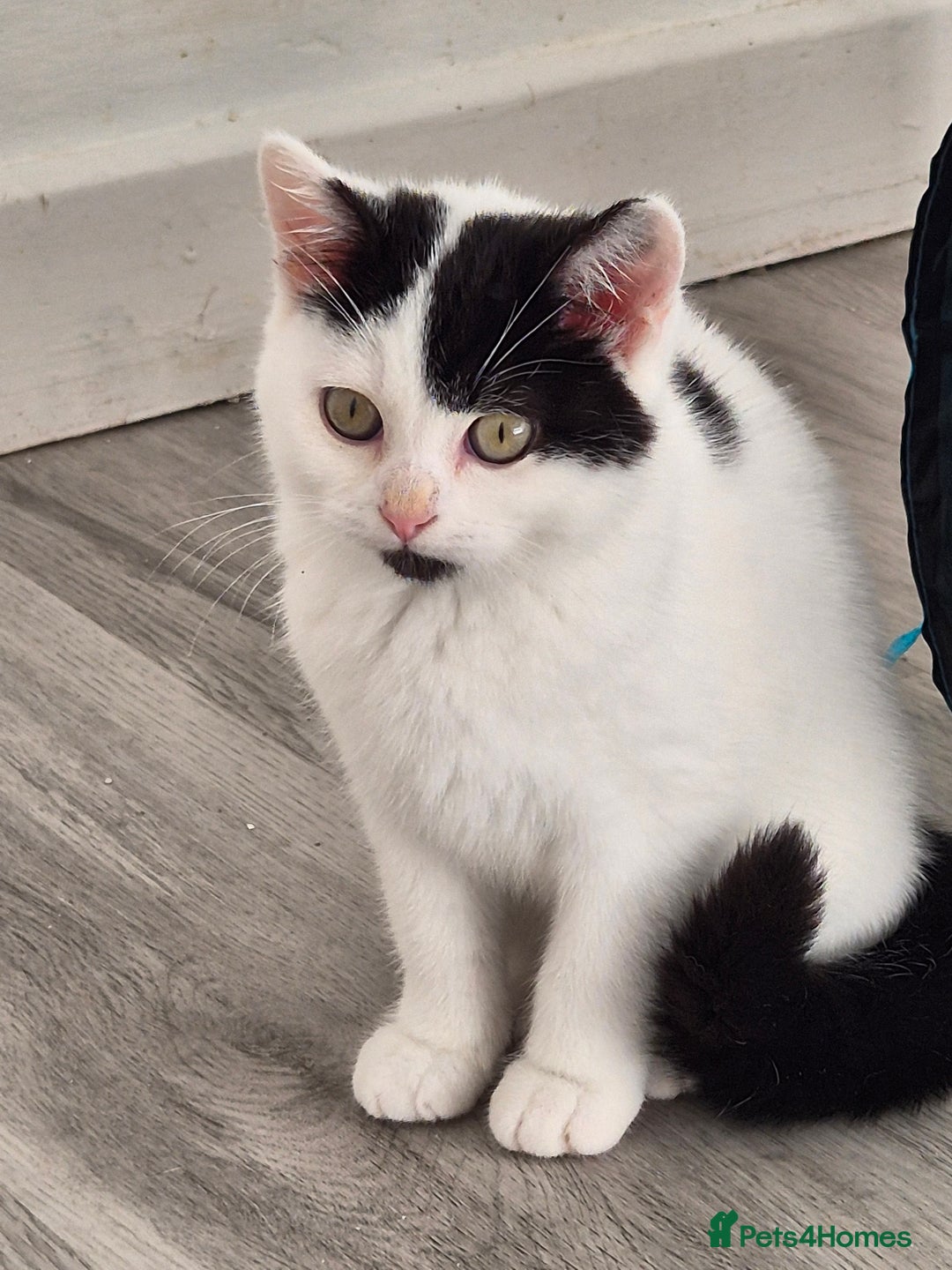 Selkirk Rex cats for sale: Tica reg  pedigree selkirk rex kittens ready now  - Advert 6