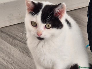 Selkirk Rex cats Tica registered pedigree selkirk rex kittens - Advert 9