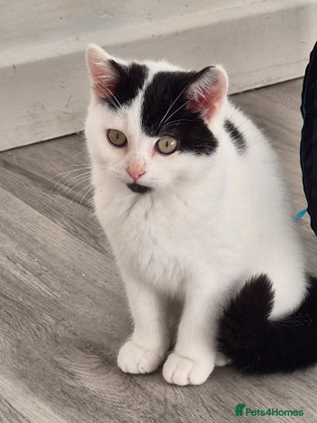 Selkirk Rex cats Tica registered pedigree selkirk rex kittens - Advert 1