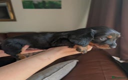 Miniature Dachshund dogs for sale: Beautiful miniature dachshund puppies - Image 4