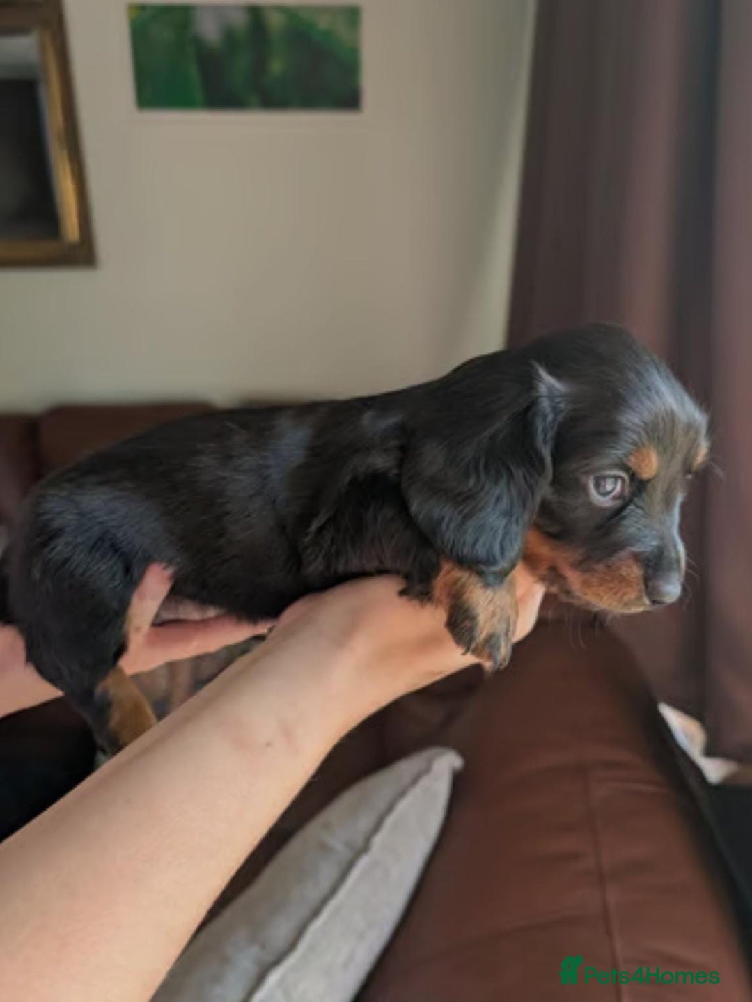 Miniature Dachshund dogs for sale: Beautiful miniature dachshund puppies - Image 4