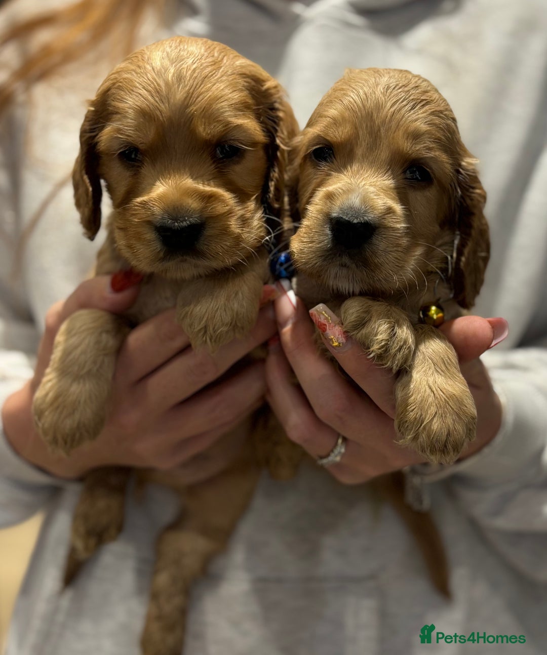 Cocker Spaniel dogs for sale: Outstanding KC Show Cocker Spaniels - Image 6