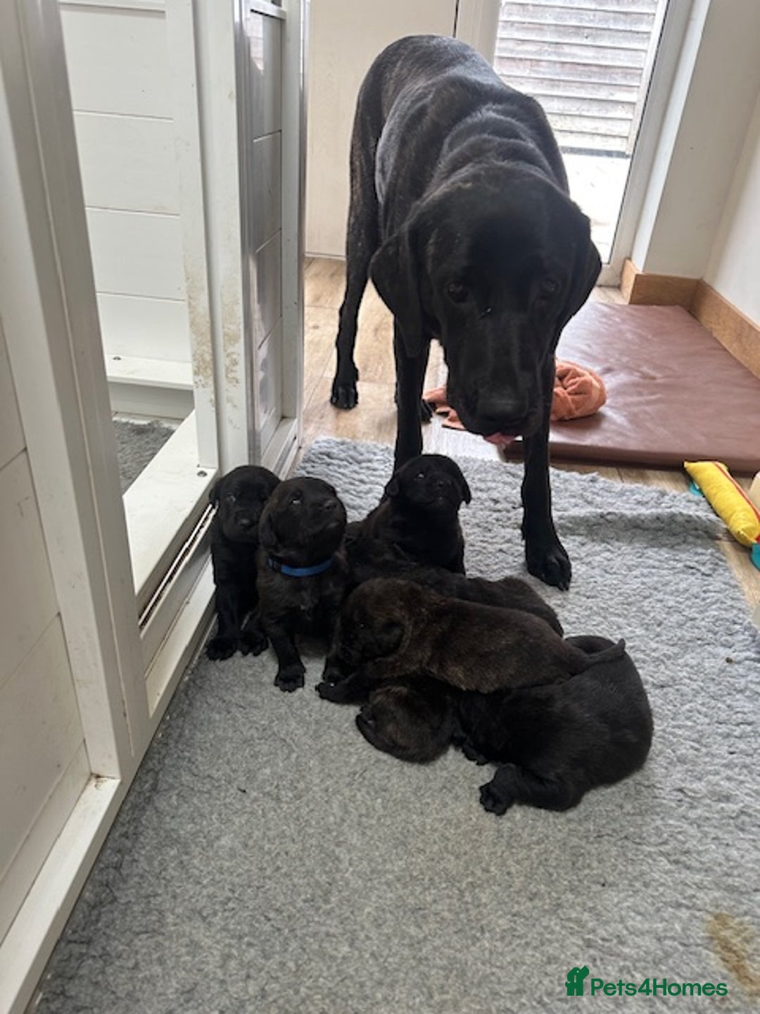 Mastiff dogs for sale: Pedigree Puppies of our Portuguese cattle dogs. - Image 21