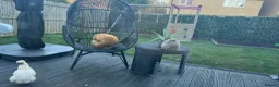 Chickens poultry for sale: Three pet hens for rehoming  in Stockton-on-Tees - Advert 5