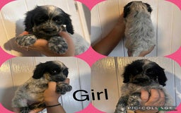 Cocker Spaniel dogs for sale: Cocker spaniel puppies  - Image 1