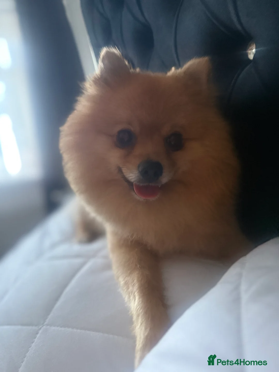 Pomeranian dogs for sale: Pomeranian - Advert 4