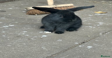 Mixed Breed rabbits - Advert 8