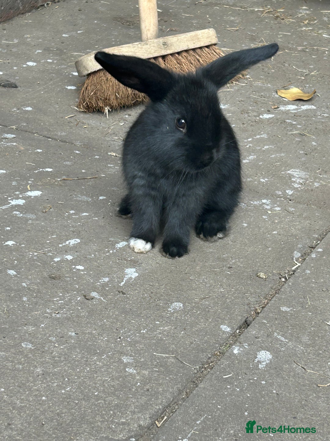 Mixed Breed rabbits for sale: Gorgeous bunnies grey, black - Image 2