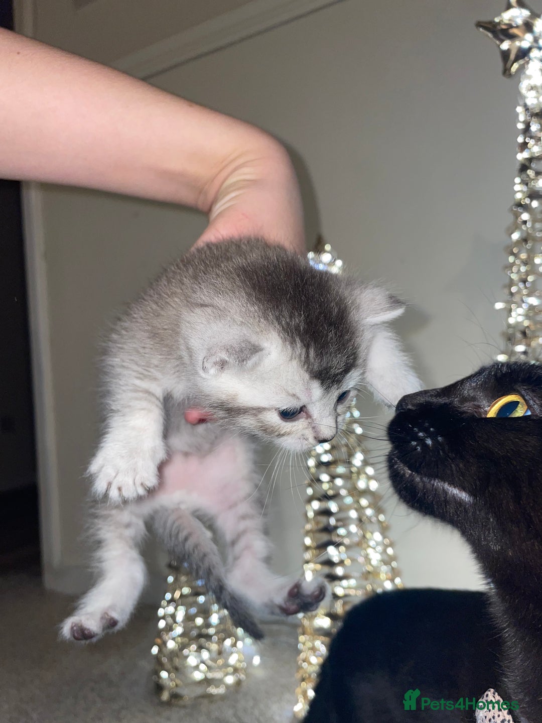 Mixed Breed cats for sale: Scottish fold kittens  - Advert 2