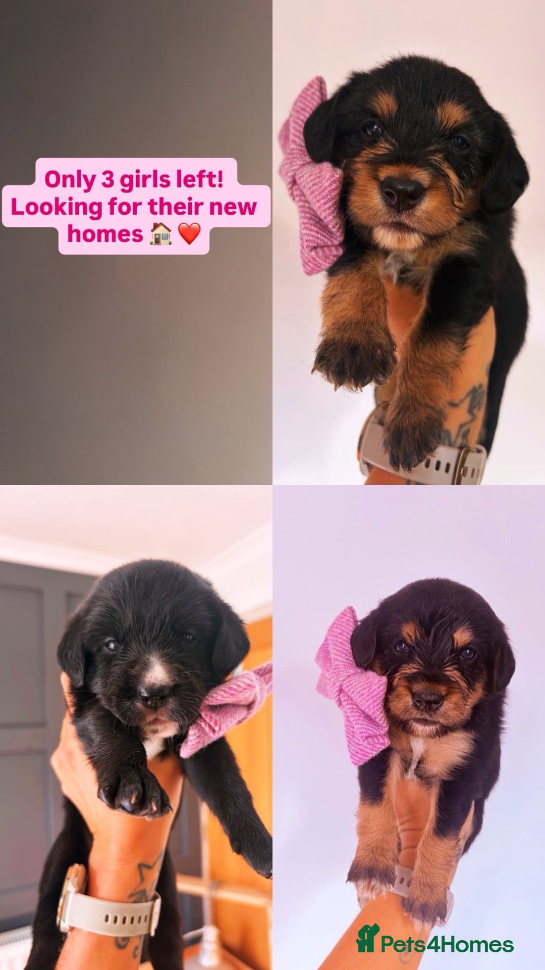 Mixed Breed dogs 🐾 Beautiful Colipoo Puppies – 4 Girls and 3 boys - Advert 2