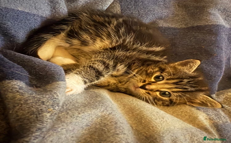 Domestic Shorthair cats - Advert 1
