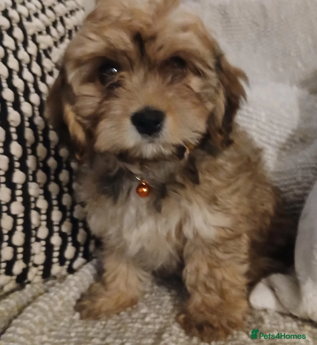 Cavachon dogs for sale: Four beautiful Cavachon Puppies  - Advert 2
