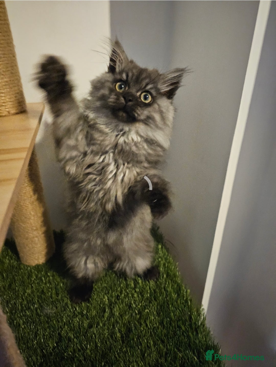 British Longhair cats for sale: British longhair mix fluffy kittens  - Advert 11