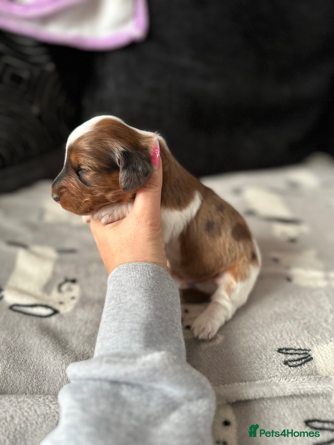 Miniature Dachshund dogs for sale: Miniature Dachounds  - Advert 6