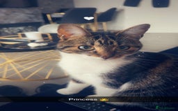 Mixed Breed cats for sale: ✨ Loving 2-Year-Old Cat Seeking Forever Home ✨ - Image 1