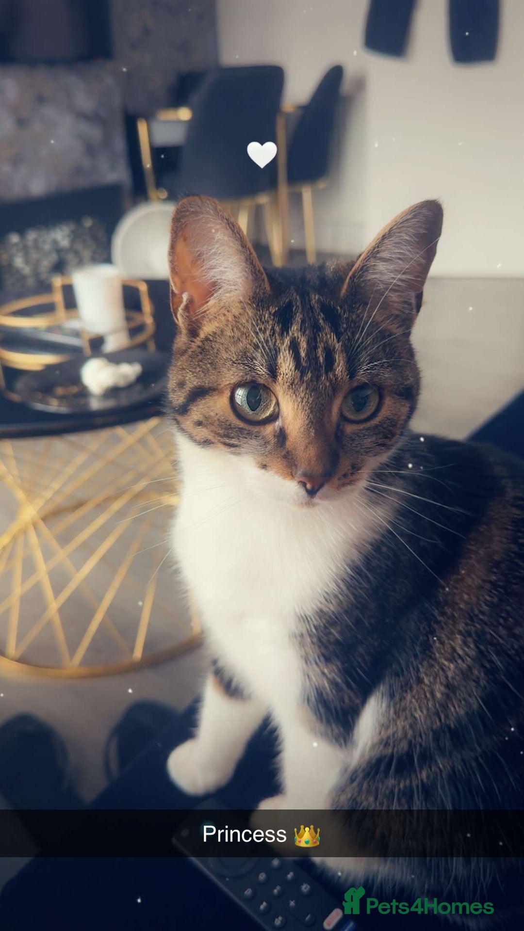 Mixed Breed cats for sale: ✨ Loving 2-Year-Old Cat Seeking Forever Home ✨ - Image 1
