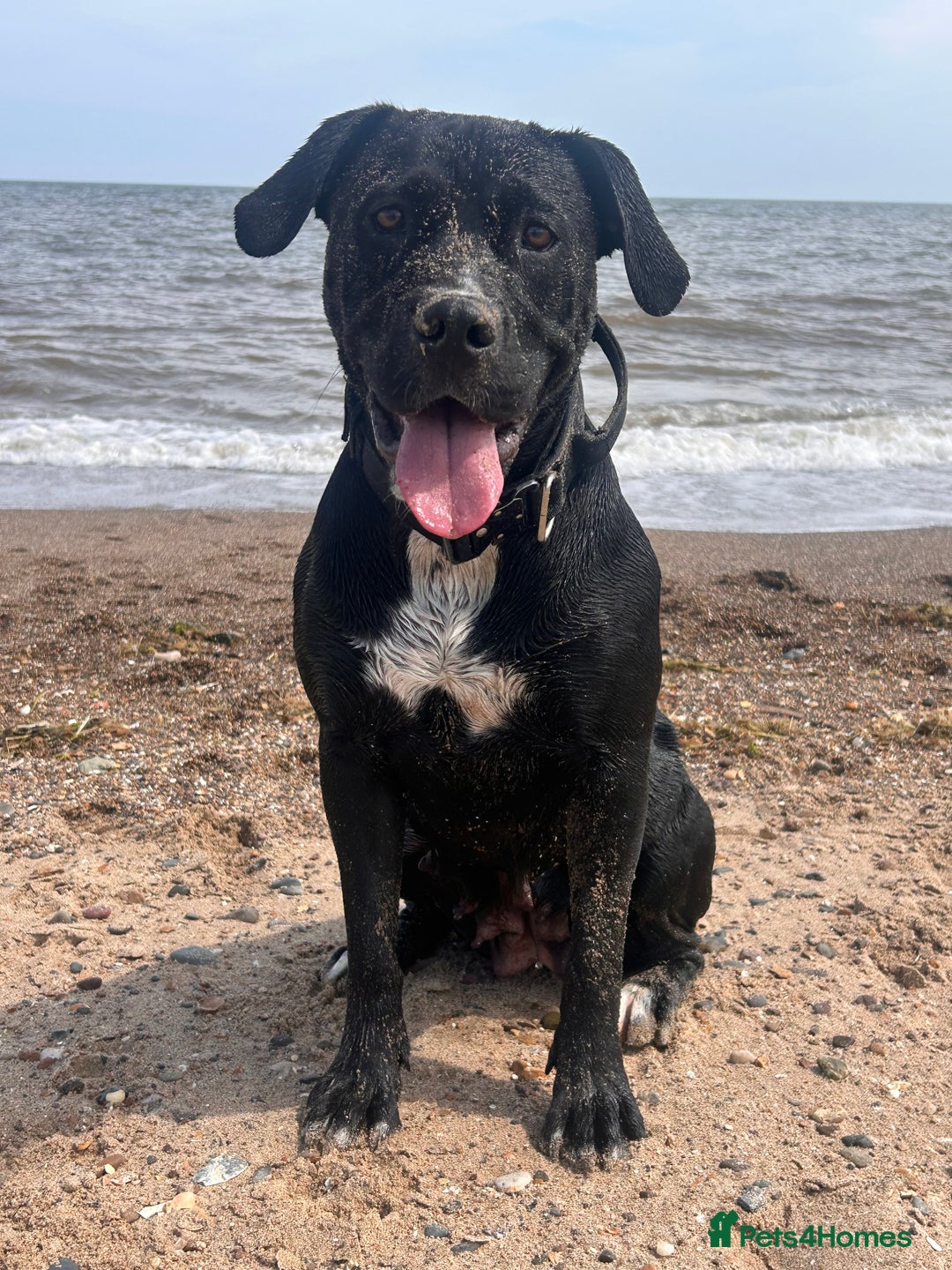 Mixed Breed dogs for sale: Shadow cane corso x labrador  - Image 2